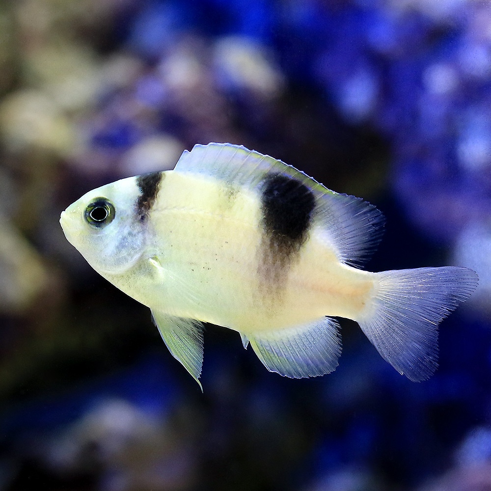 （海水魚）ホワイトダムセル（３匹）　北海道・九州航空便要保温