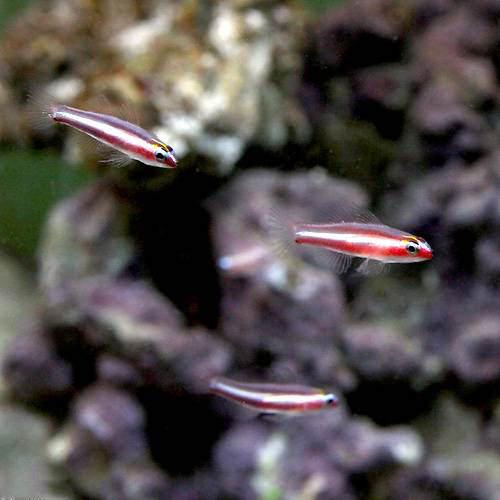 （海水魚）沖縄産　オヨギイソハゼ（１００匹）　北海道航空便要保温