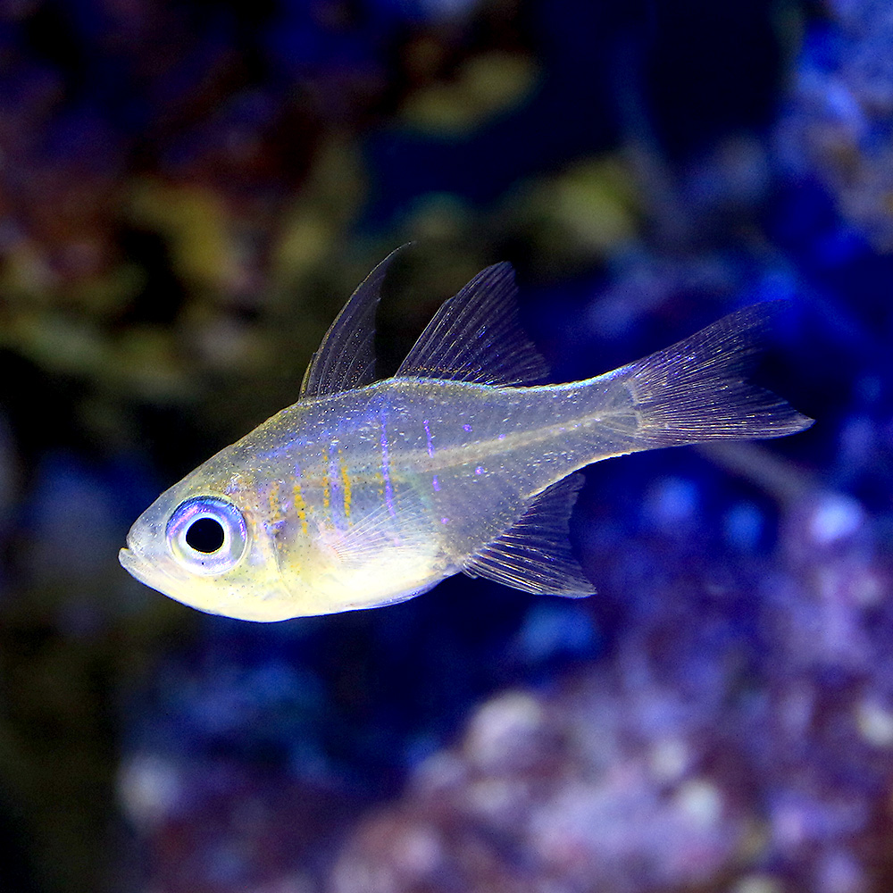 （海水魚）沖縄産　イトヒキテンジクダイ（５匹）　北海道・九州航空便要保温