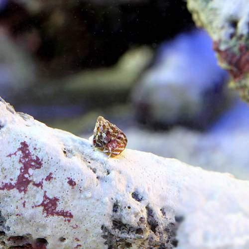 （海水魚）生餌　エサ用小型巻貝（チグサガイ　ミックス）　コケの掃除（１０匹）　活餌　北海道・九州航空便要保温