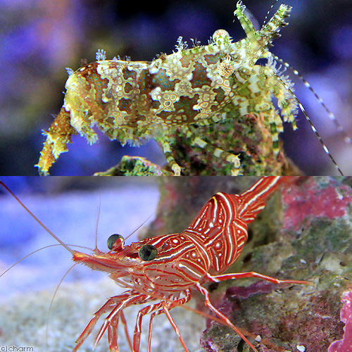 （海水魚）エビ　フシウデサンゴモエビ＋キャメルシュリンプ（各３匹）サロンシュリンプ　北海道・九州航空便要保温