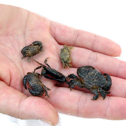 （海水魚）カニ　生餌　エサ用カニ　ミックス　Ｓサイズ（５匹）　活餌　北海道・九州航空便要保温