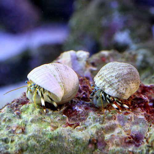 （海水魚）ヤドカリ　沖縄産　シロサンゴヤドカリ（３匹）　北海道・九州航空便要保温