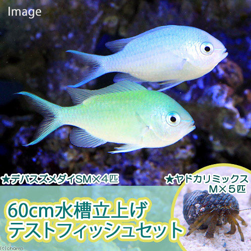 （海水魚）６０ｃｍ水槽立上げテストフィッシュセット（１セット）　北海道・九州航空便要保温