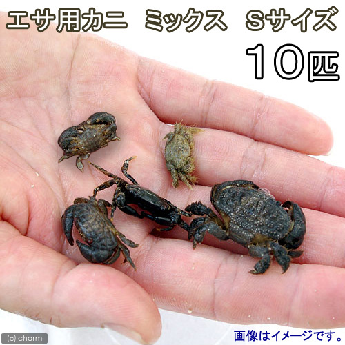 （海水魚）カニ　生餌　エサ用カニ　ミックス　Ｓサイズ（１０匹）　活餌　北海道・九州航空便要保温