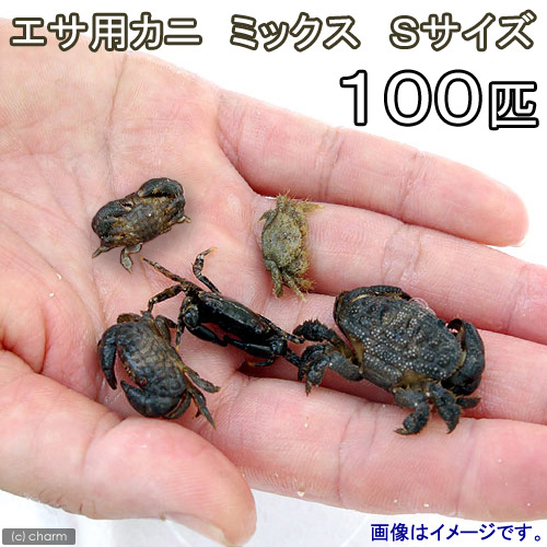 （海水魚）カニ　生餌　エサ用カニ　ミックス　Ｓサイズ（１００匹）　活餌　北海道・九州航空便要保温