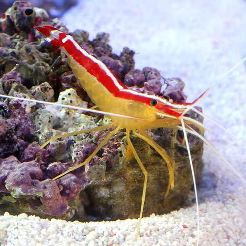 （海水魚）エビ　スカンクシュリンプ　Ｓサイズ（５匹）　北海道航空便要保温