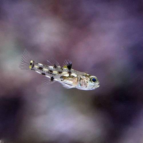 （海水魚）ゴマハゼ　ミックス（６匹）　北海道・九州航空便要保温