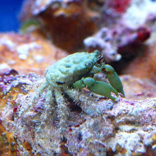 （海水魚）カニ　エメラルドグリーンクラブ（２匹）　北海道・九州航空便要保温