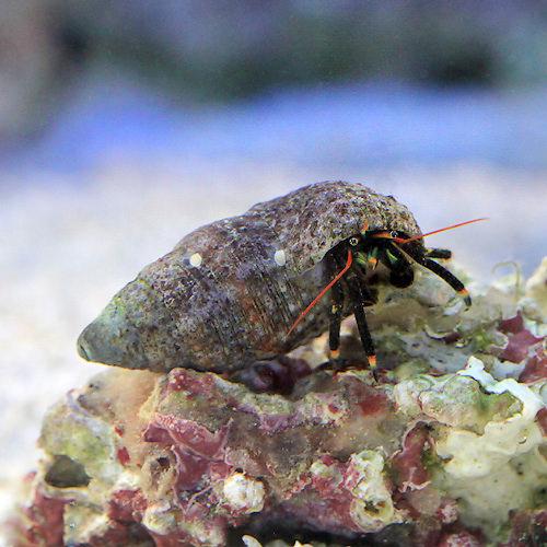 （海水魚）ヤドカリ　沖縄産　ツマキヨコバサミ（３匹）　北海道・九州航空便要保温