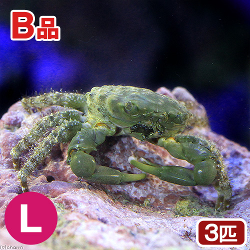 （海水魚）カニ　（Ｂ品）エメラルドグリーンクラブ　Ｌサイズ（３匹）　北海道・九州航空便要保温