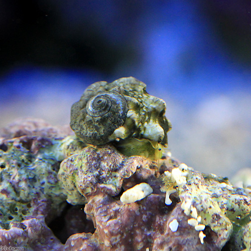 （海水魚）貝　カンギクガイ　Ｓサイズ（９匹）　北海道・九州航空便要保温