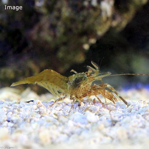 （海水魚）エビ　アシナガモエビ　ミックス（３匹）　北海道・九州航空便要保温