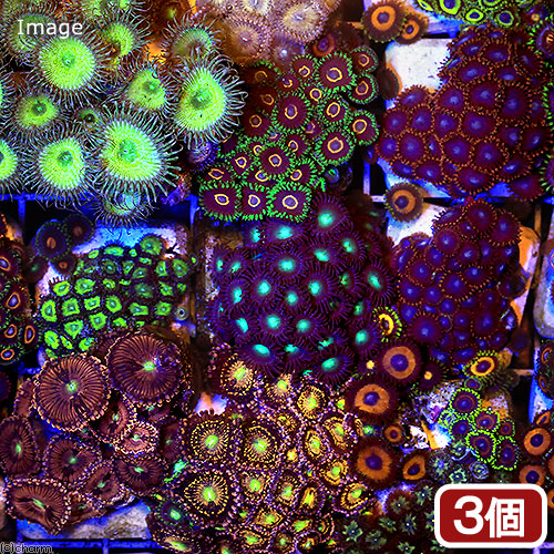 （サンゴ）台湾産　マメスナギンチャク　おまかせカラー　プラグ付き（３個）　北海道航空便要保温