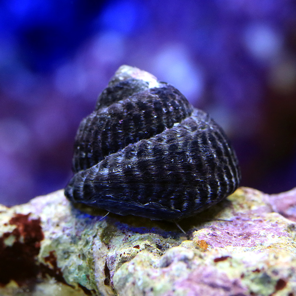 （海水魚）貝　コイソ貝　コケの掃除（３匹）　北海道・九州航空便要保温