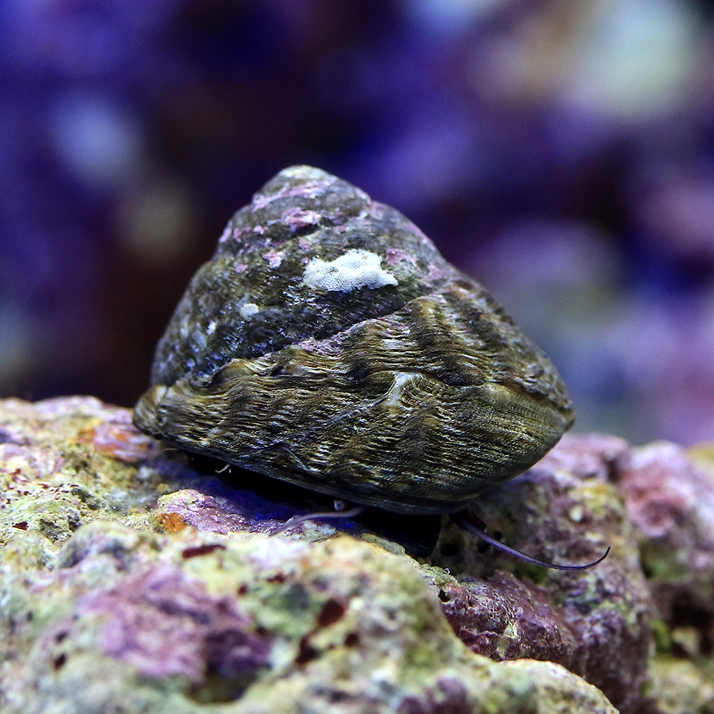 （海水魚）貝　シッタカ貝（バテイラ）　Ｓサイズ　コケの掃除（２匹）　北海道・九州航空便要保温