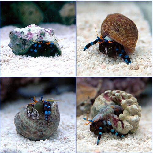 （海水魚）ヤドカリ　ユビワサンゴヤドカリ（３匹）　北海道・九州航空便要保温