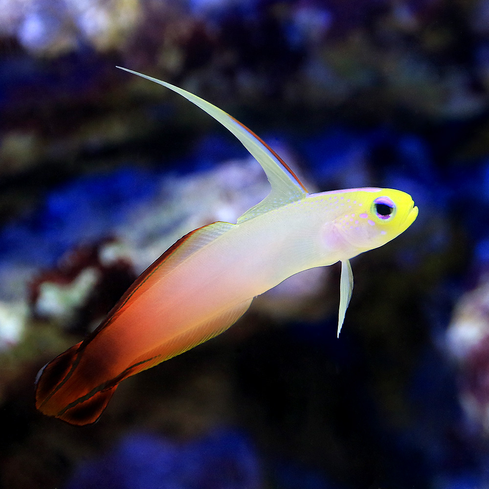 （海水魚）ハタタテハゼ（３匹）　北海道・九州航空便要保温