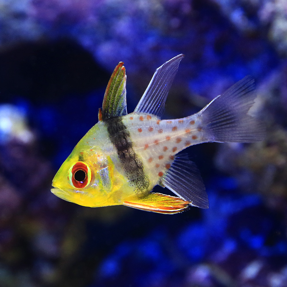 （海水魚）マンジュウイシモチ（３匹）　北海道・九州航空便要保温