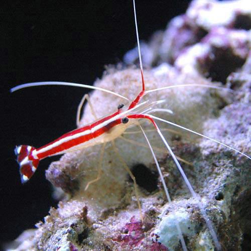 （海水魚）エビ　スカンクシュリンプ　Ｓサイズ（３匹）　北海道・九州航空便要保温