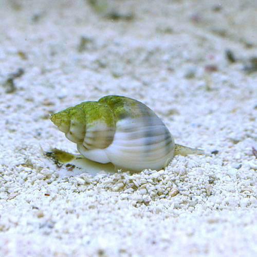 （海水魚）貝　イボヨウバイ　底砂とその他の掃除（２匹）　北海道・九州航空便要保温