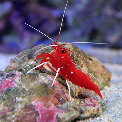 （海水魚）エビ　スリランカ産　ホワイトソックスシュリンプ　ミックスサイズ（５匹）　北海道航空便要保温