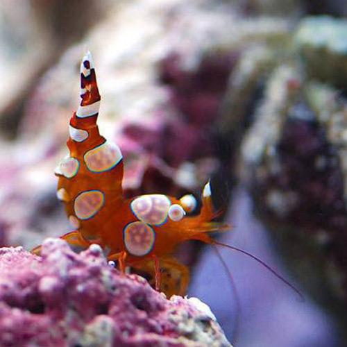 （海水魚）エビ　イソギンチャクモエビ（５匹）　北海道・九州航空便要保温