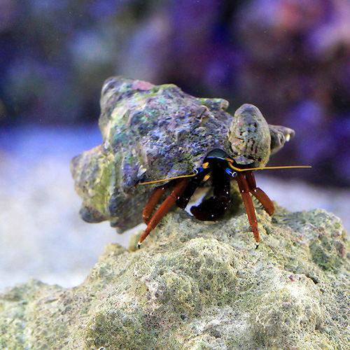 （海水魚）ヤドカリ　クリイロサンゴヤドカリ（３匹）　北海道・九州航空便要保温