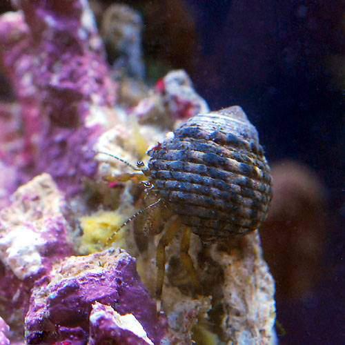 （海水魚）ヤドカリ　ヤドカリミックス　Ｍサイズ（９匹）　北海道・九州航空便要保温