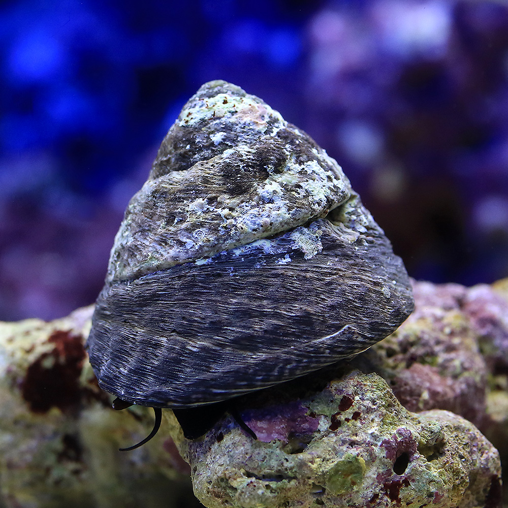 （海水魚）貝　シッタカ貝（バテイラ）　Ｍサイズ（２匹）　北海道・九州航空便要保温