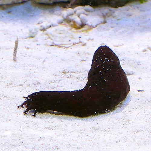 （海水魚）ナマコ　クロナマコ　Ｓサイズ（３匹）　北海道・九州航空便要保温