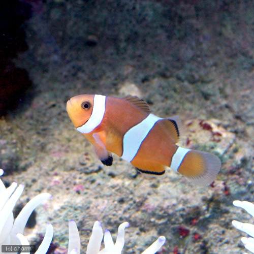 （海水魚）カクレクマノミ（ブリード）（３匹）　北海道・九州航空便要保温