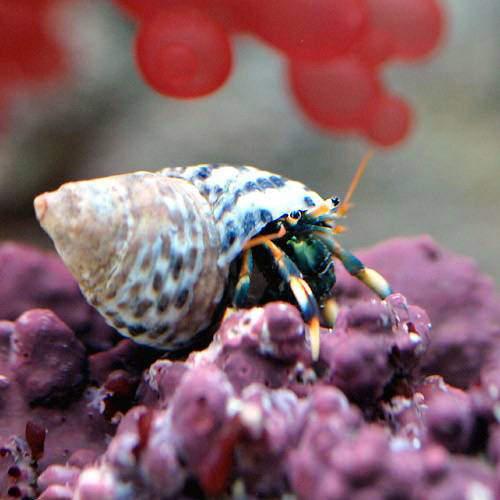 （海水魚）ヤドカリ　沖縄産　マダラヨコバサミ（２匹）　北海道・九州航空便要保温