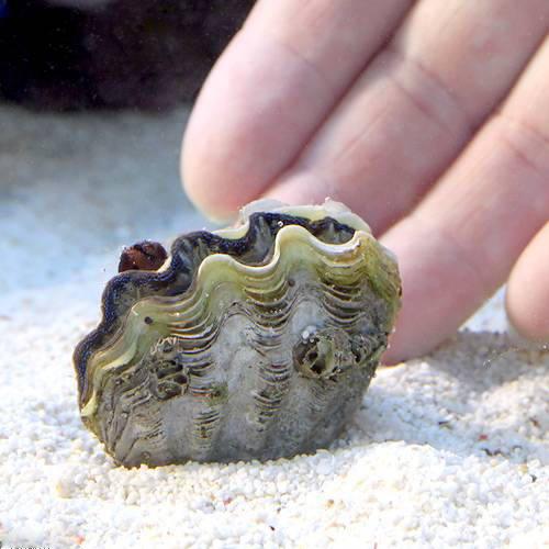 （サンゴ）ヒメシャコガイ　おまかせカラー　Ｓサイズ（ブリード）（３匹）　北海道航空便要保温