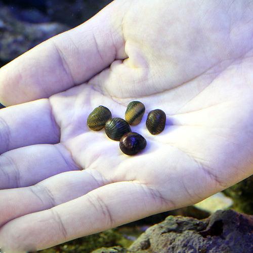 （海水魚）貝　海洋性カノコガイ　Ｓサイズ　コケの掃除（９匹）　北海道・九州航空便要保温