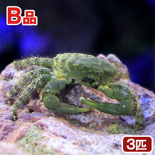 （海水魚）カニ　（Ｂ品）エメラルドグリーンクラブ（３匹）　北海道・九州航空便要保温