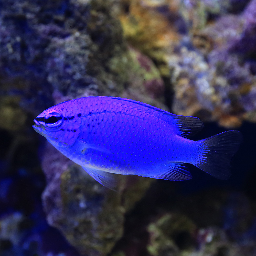 （海水魚）沖縄産　コバルトスズメダイ（３匹）　北海道・九州航空便要保温