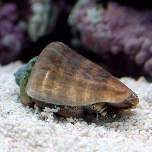 （海水魚）貝　マガキ貝　ＳＳサイズ（３匹）　北海道・九州航空便要保温