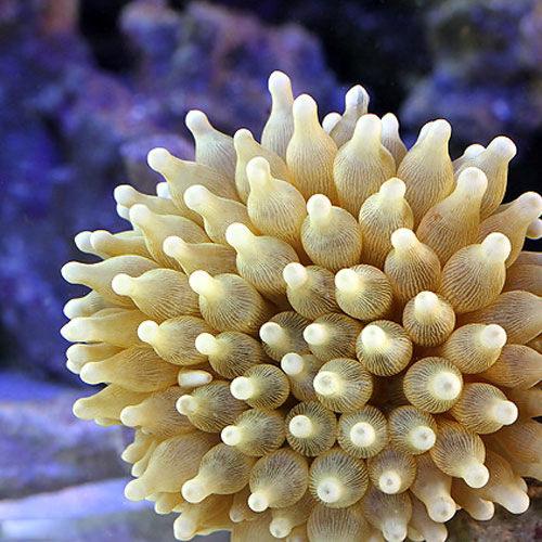 （海水魚）サンゴイソギンチャク　Ｍサイズ（２匹）無脊椎動物　北海道・九州航空便要保温