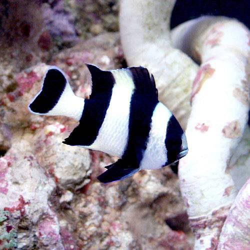 （海水魚）ヨスジリュウキュウスズメダイ（３匹）　北海道・九州航空便要保温