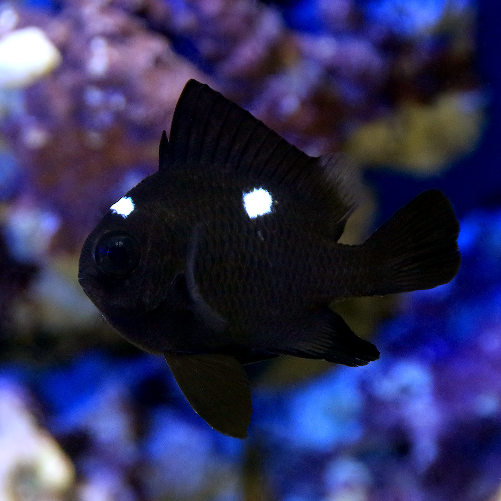 （海水魚）ミツボシクロスズメダイ（３匹）　北海道・九州航空便要保温