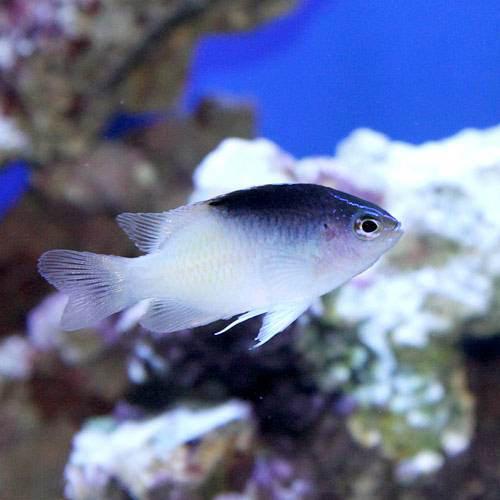 （海水魚）ローランドダムセル（３匹）　北海道・九州航空便要保温