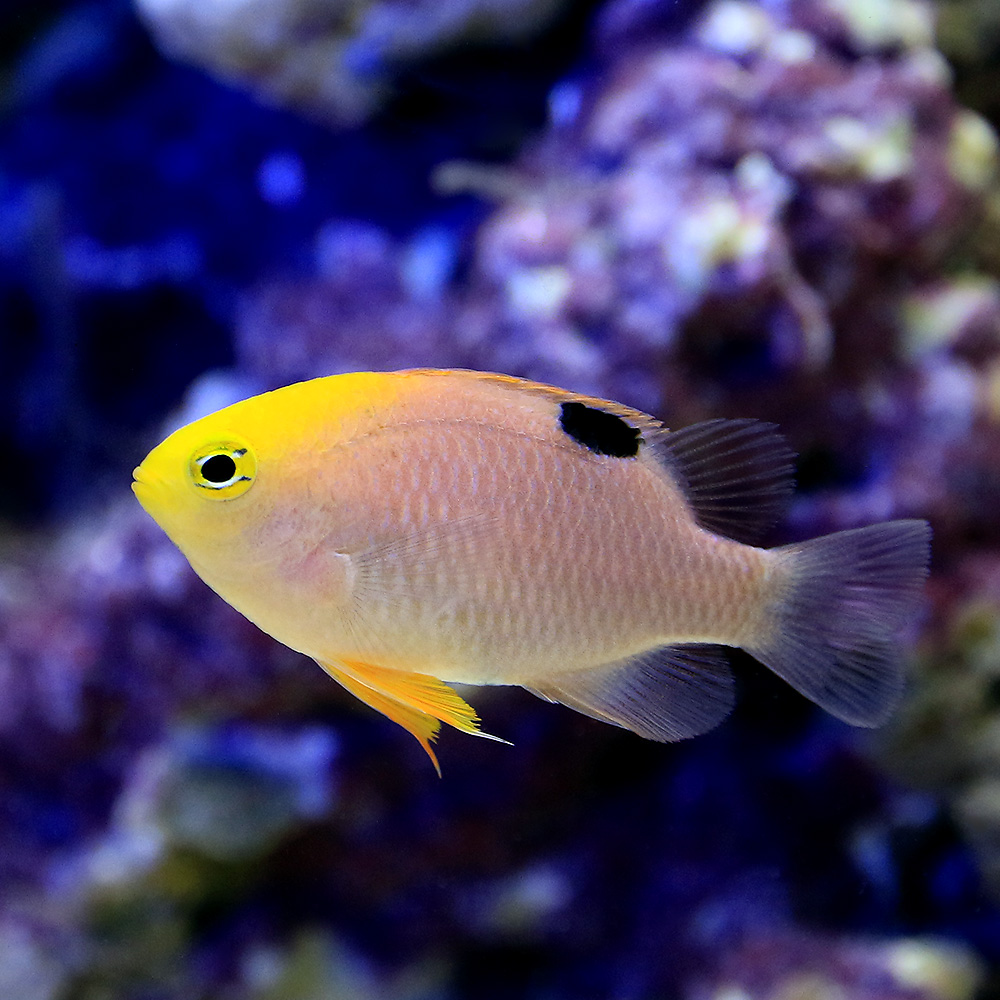 （海水魚）トールボッツダムセル（３匹）　北海道・九州航空便要保温