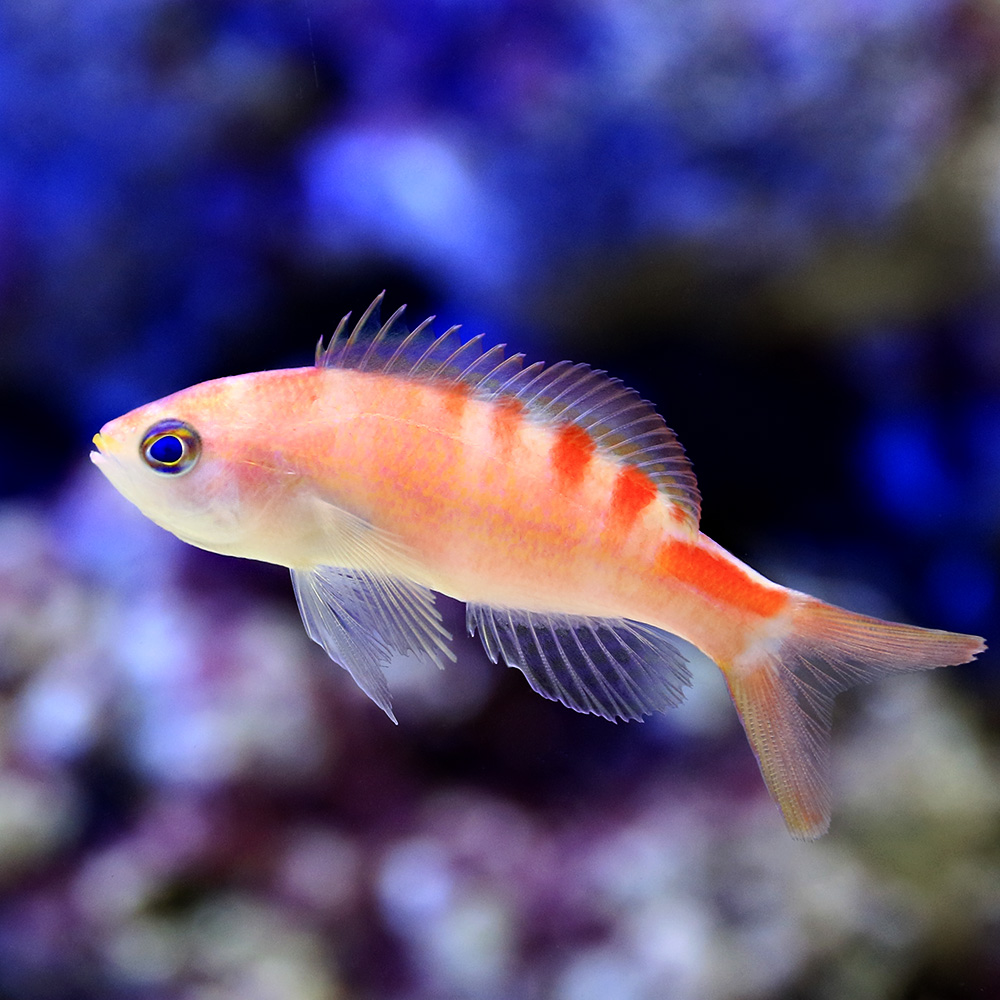 （海水魚）タイガークィーンアンティアス（３匹）　北海道航空便要保温