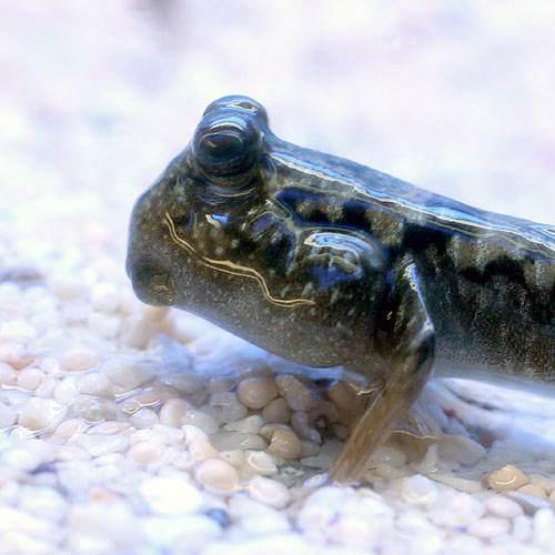 （海水魚）ミナミトビハゼ　Ｍサイズ（汽水）（３匹）　北海道・九州航空便要保温