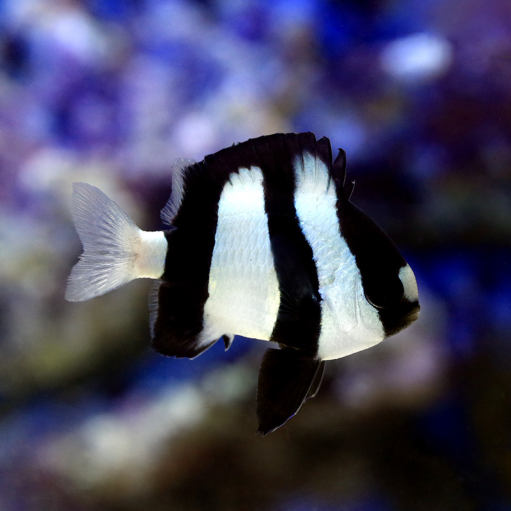 （海水魚）ミスジリュウキュウスズメダイ（３匹）　北海道・九州航空便要保温