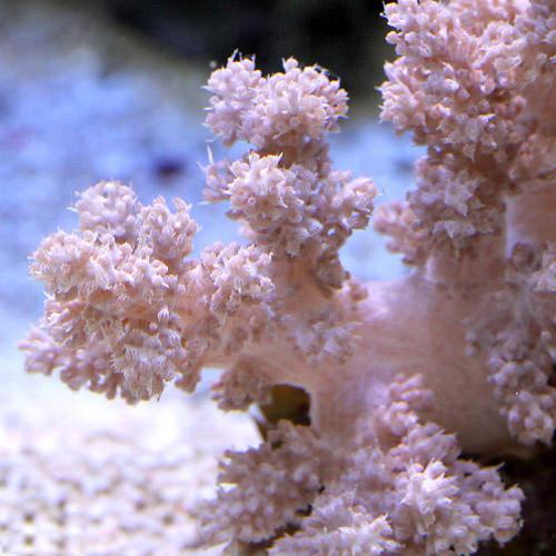 （サンゴ）沖縄産　スジチヂミトサカ　Ｓサイズ（１個）　北海道・九州航空便要保温