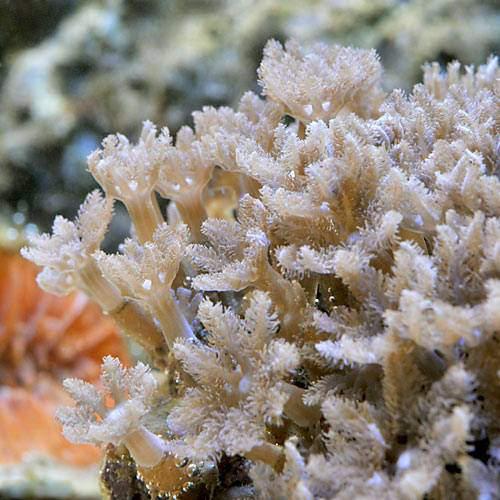 （サンゴ）沖縄産　ツツウミヅタ　ヘアリーポリプ（１個）　北海道・九州航空便要保温