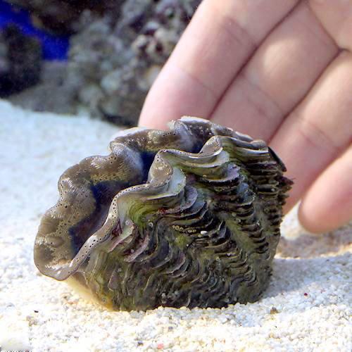 （サンゴ）ヒメシャコガイ　おまかせカラー　Ｍサイズ（ブリード）（１匹）　北海道・九州航空便要保温