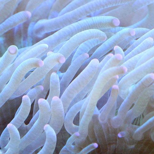 （サンゴ）トランペットコーラル　おまかせカラー（１個）　北海道・九州航空便要保温